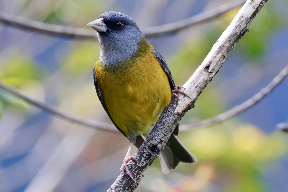 Patagonian Sierra Finch - ML644187052