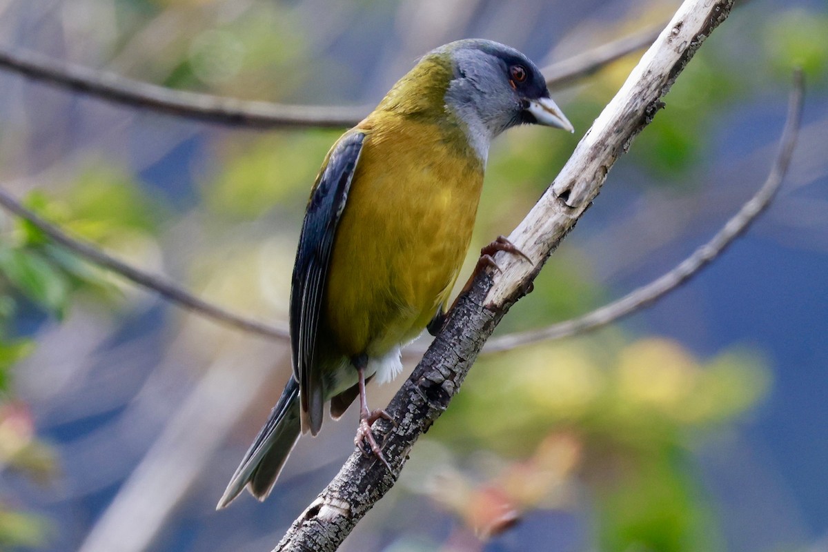 Patagonian Sierra Finch - ML644187053