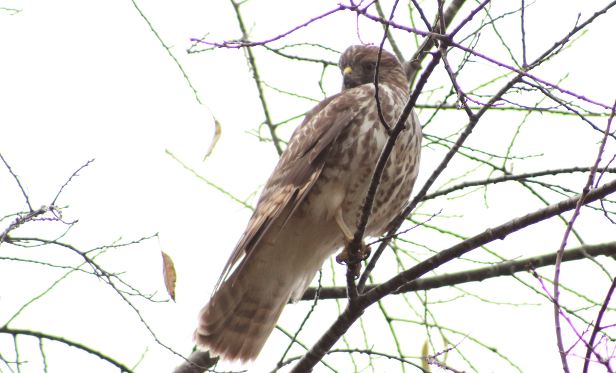 Red-shouldered Hawk - ML644187067