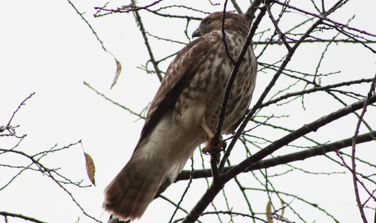 Red-shouldered Hawk - ML644187068