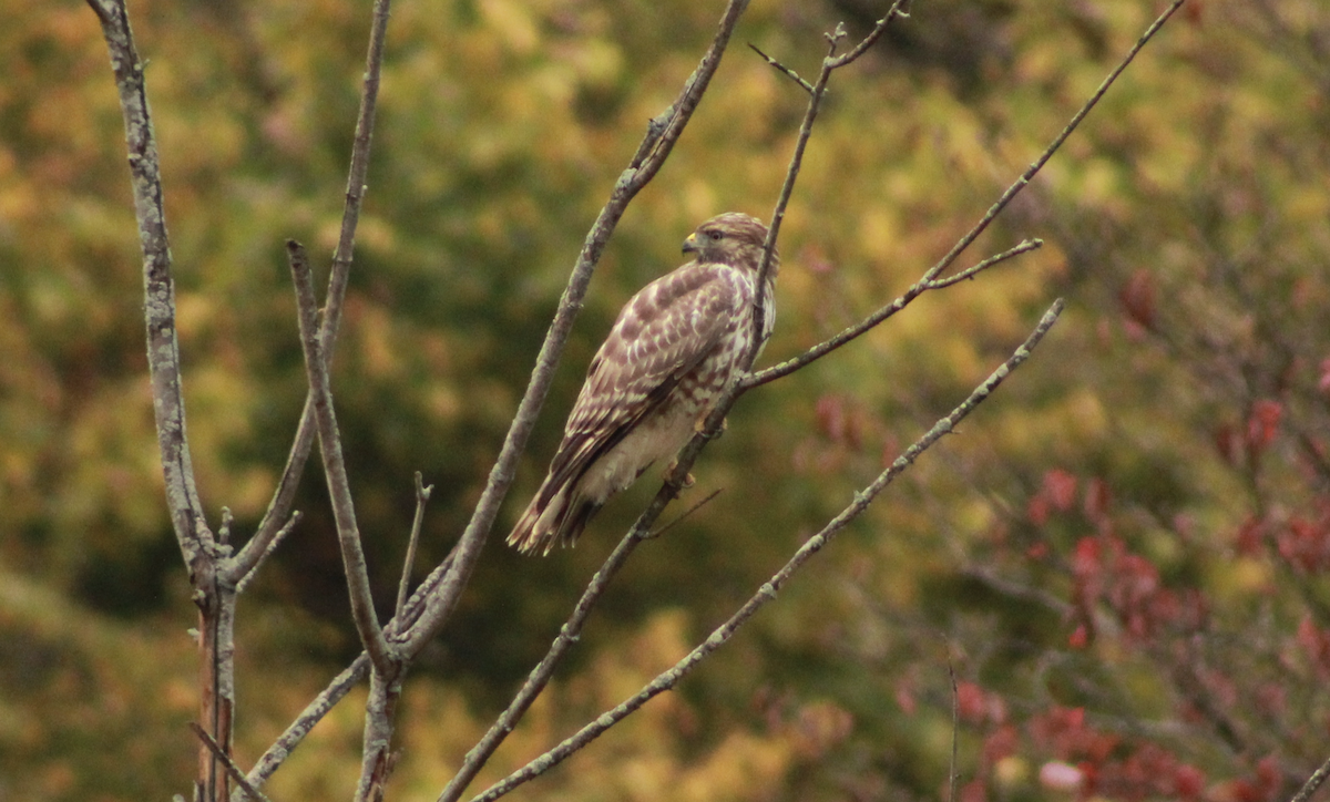 Red-shouldered Hawk - ML644187069