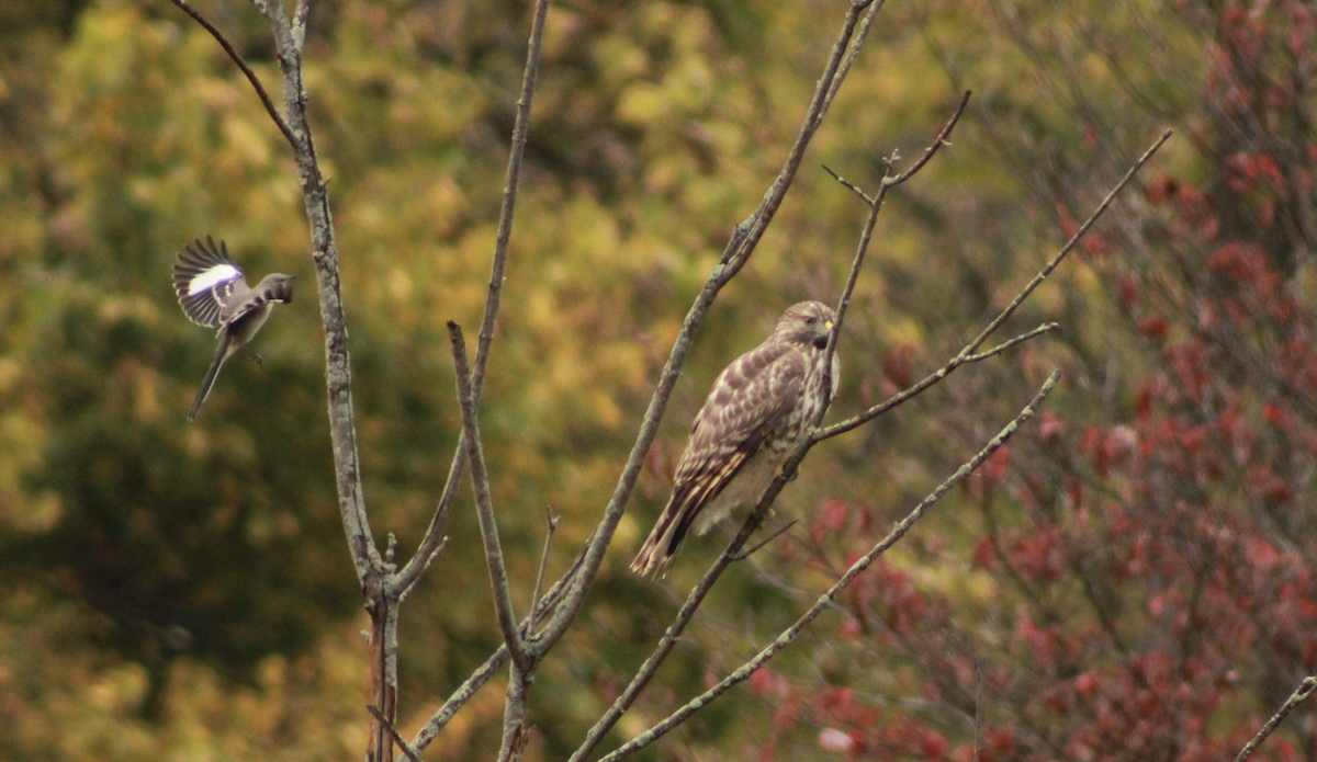 Red-shouldered Hawk - ML644187070