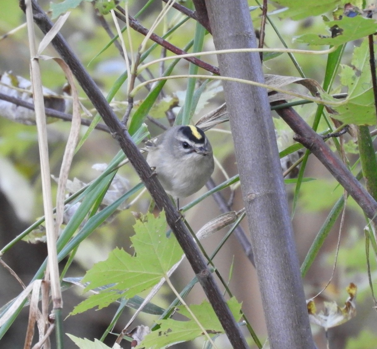 Golden-crowned Kinglet - ML644187086