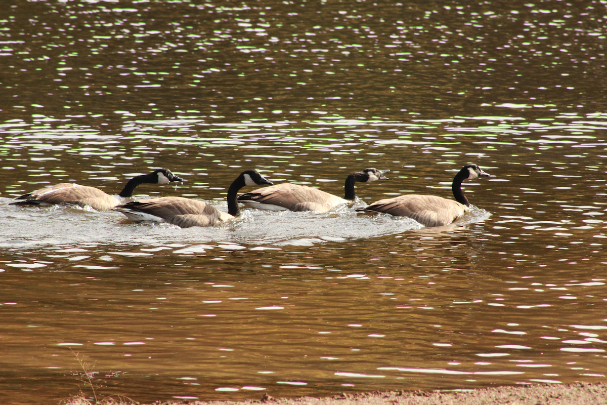Canada Goose - ML644187093