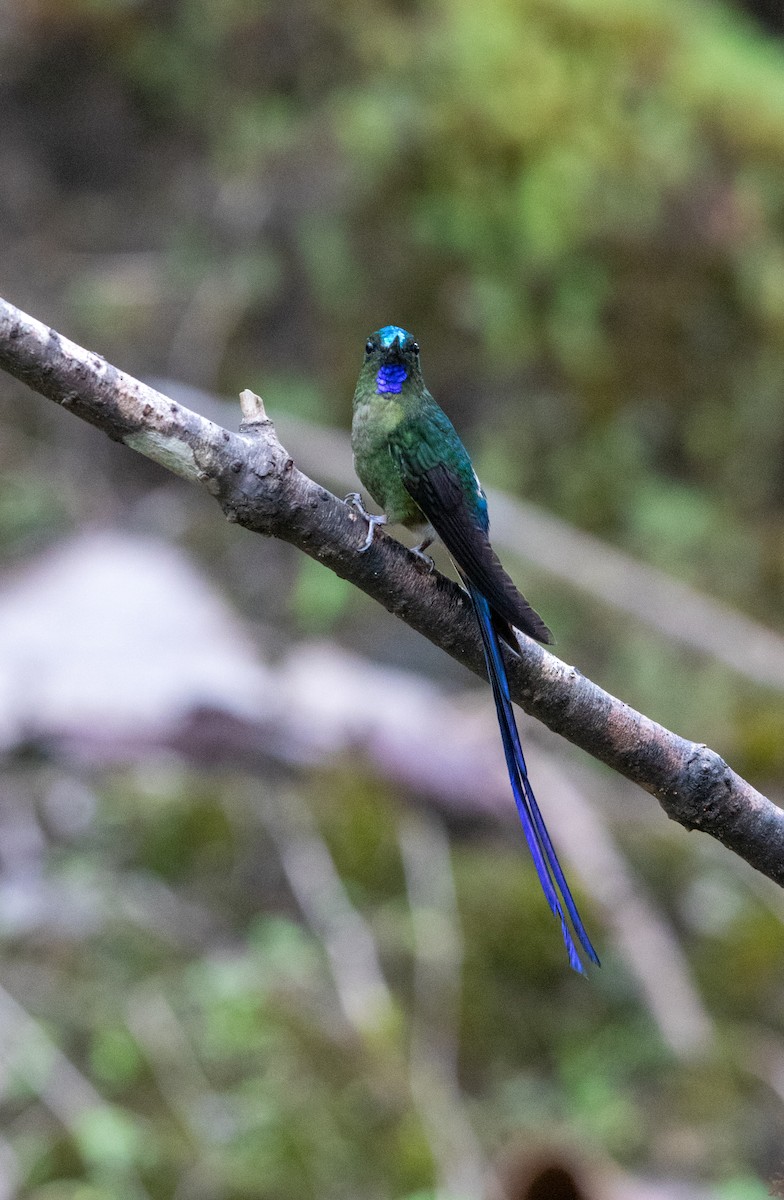 Violet-tailed Sylph - ML644187094