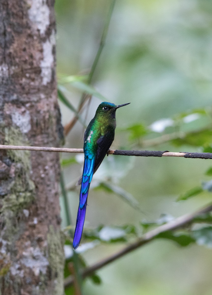 Violet-tailed Sylph - ML644187095