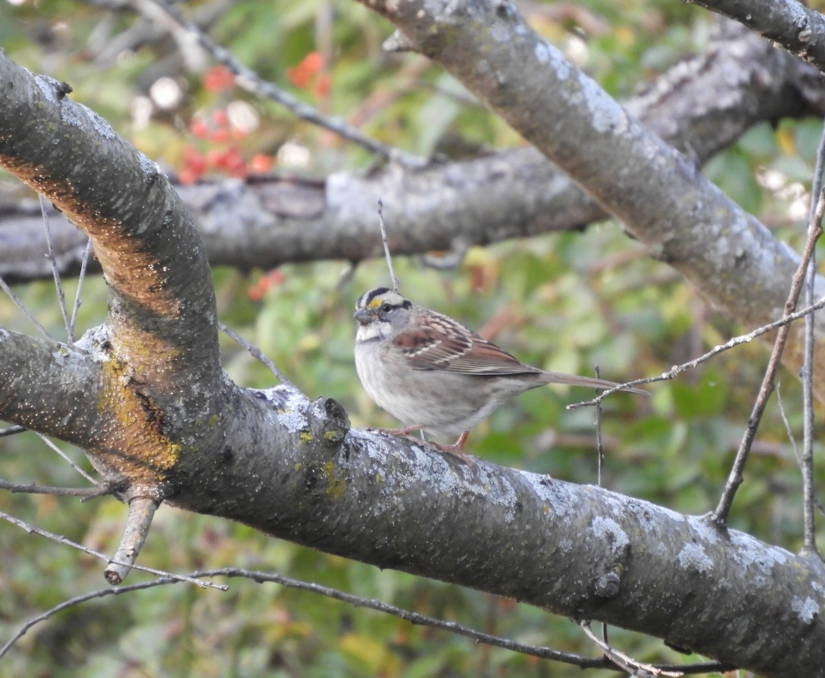 גיבתונית לבנת-גרון - ML644187113