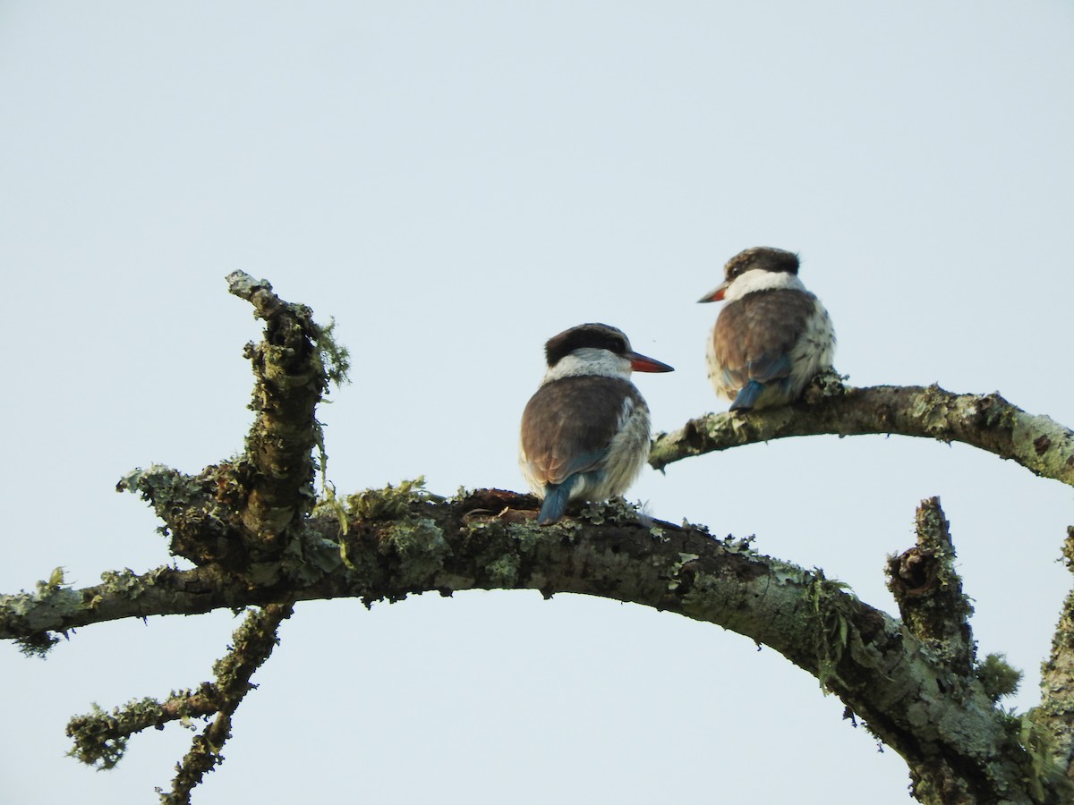 Striped Kingfisher - ML644187114