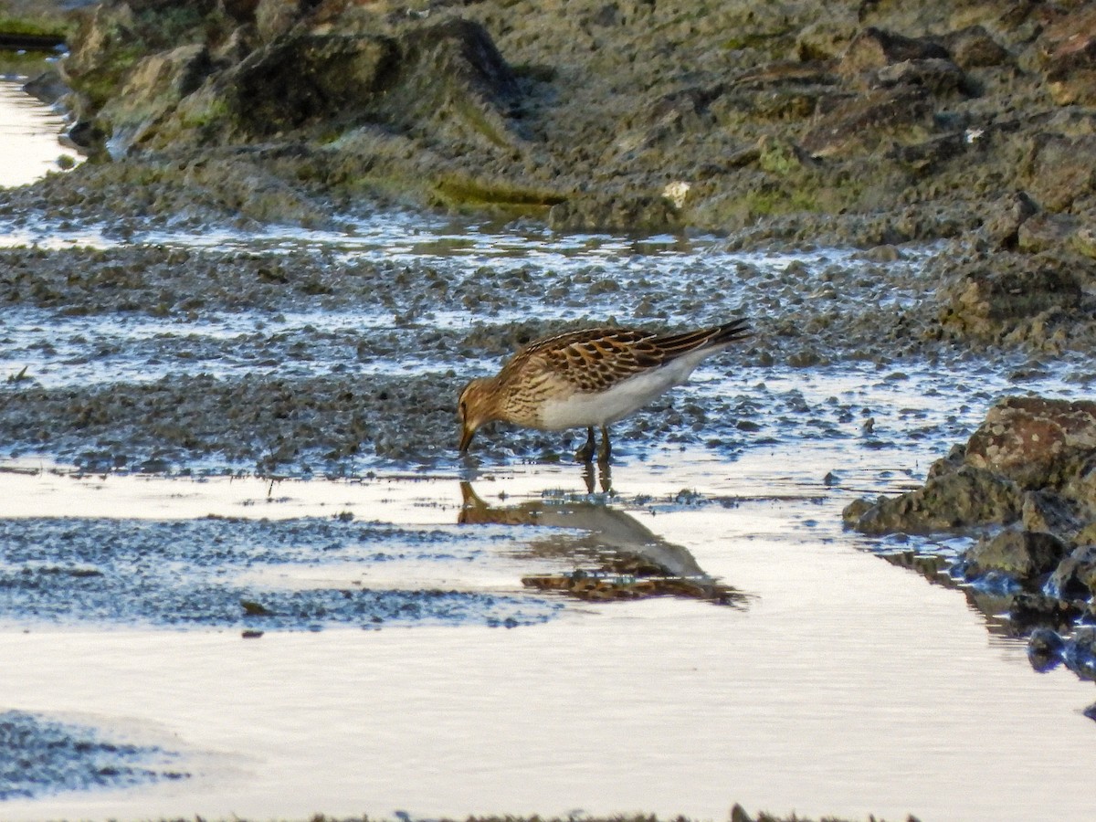 Pectoral Sandpiper - ML644187117