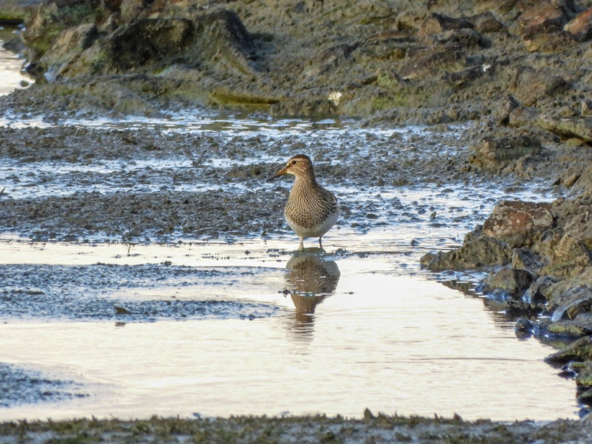 Pectoral Sandpiper - ML644187118
