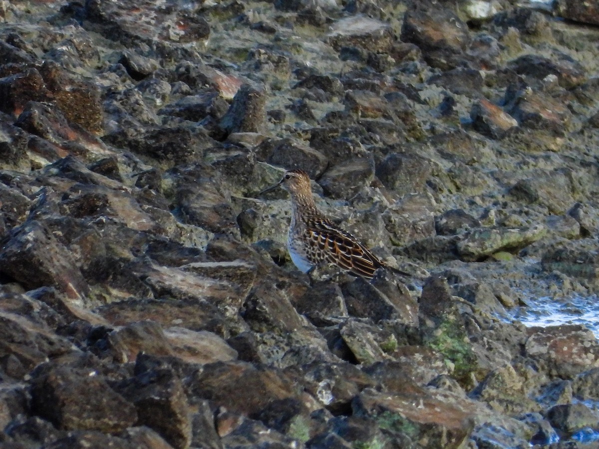 Pectoral Sandpiper - ML644187119
