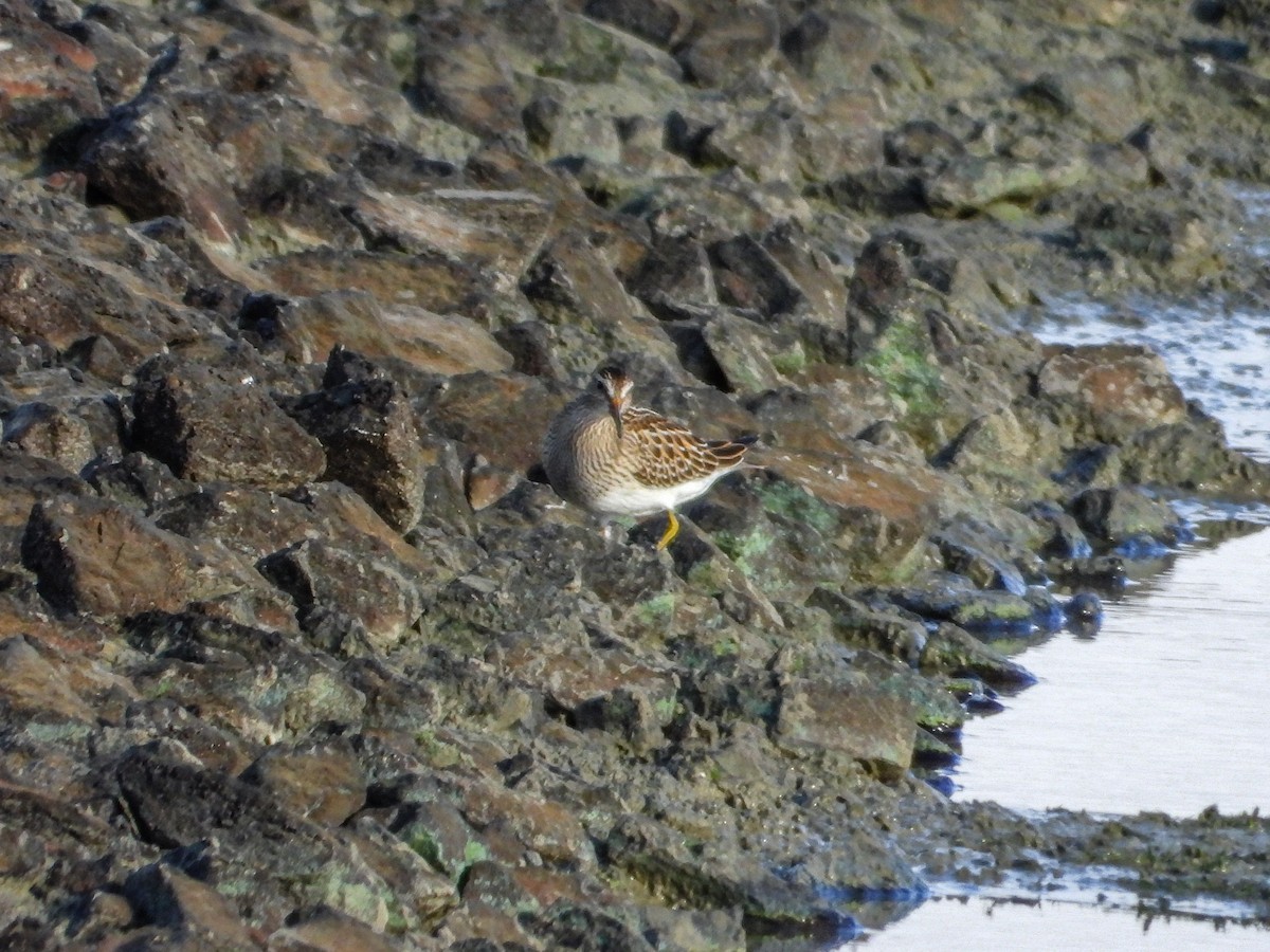 Pectoral Sandpiper - ML644187120