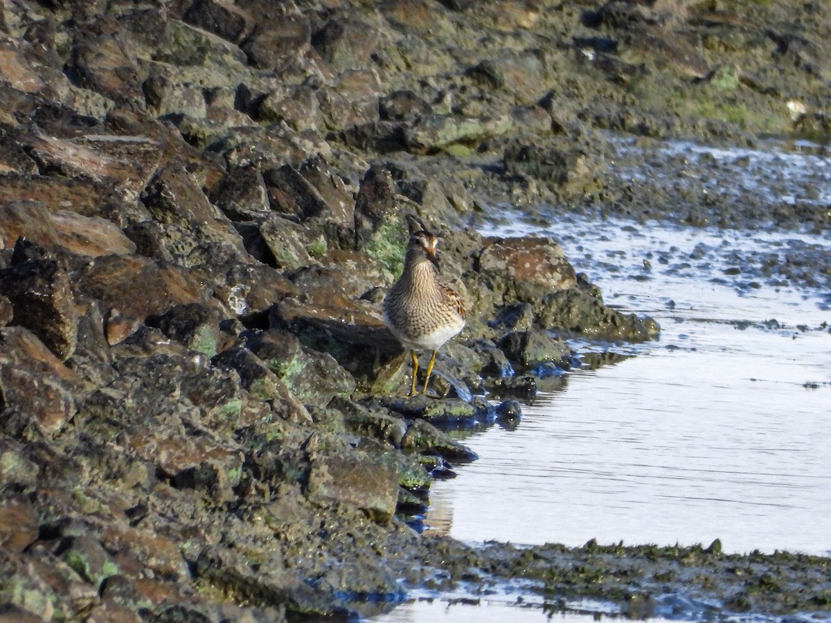 Pectoral Sandpiper - ML644187121