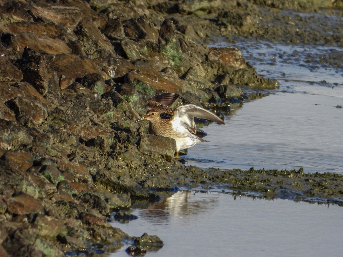 Pectoral Sandpiper - ML644187123
