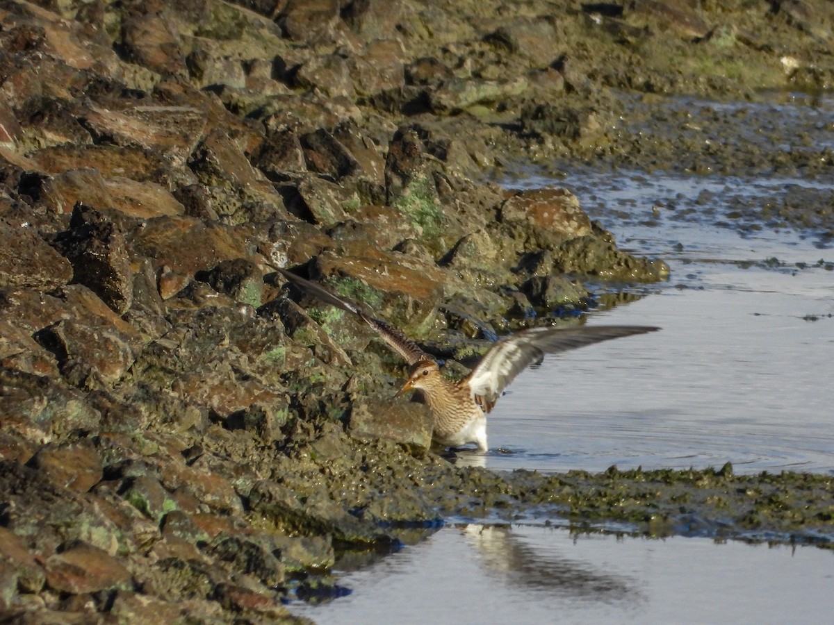 Pectoral Sandpiper - ML644187124