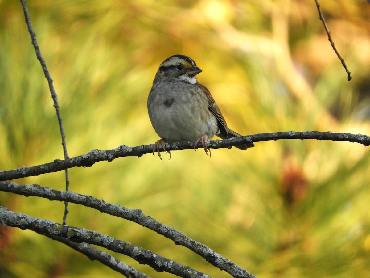 גיבתונית לבנת-גרון - ML644187127