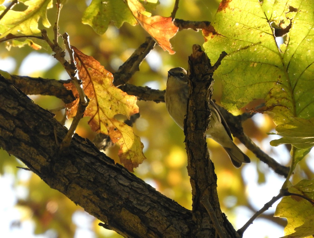 סבכון הכתר - ML644187140