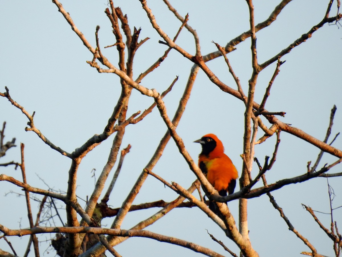 コシアカムクドリモドキ - ML644187154