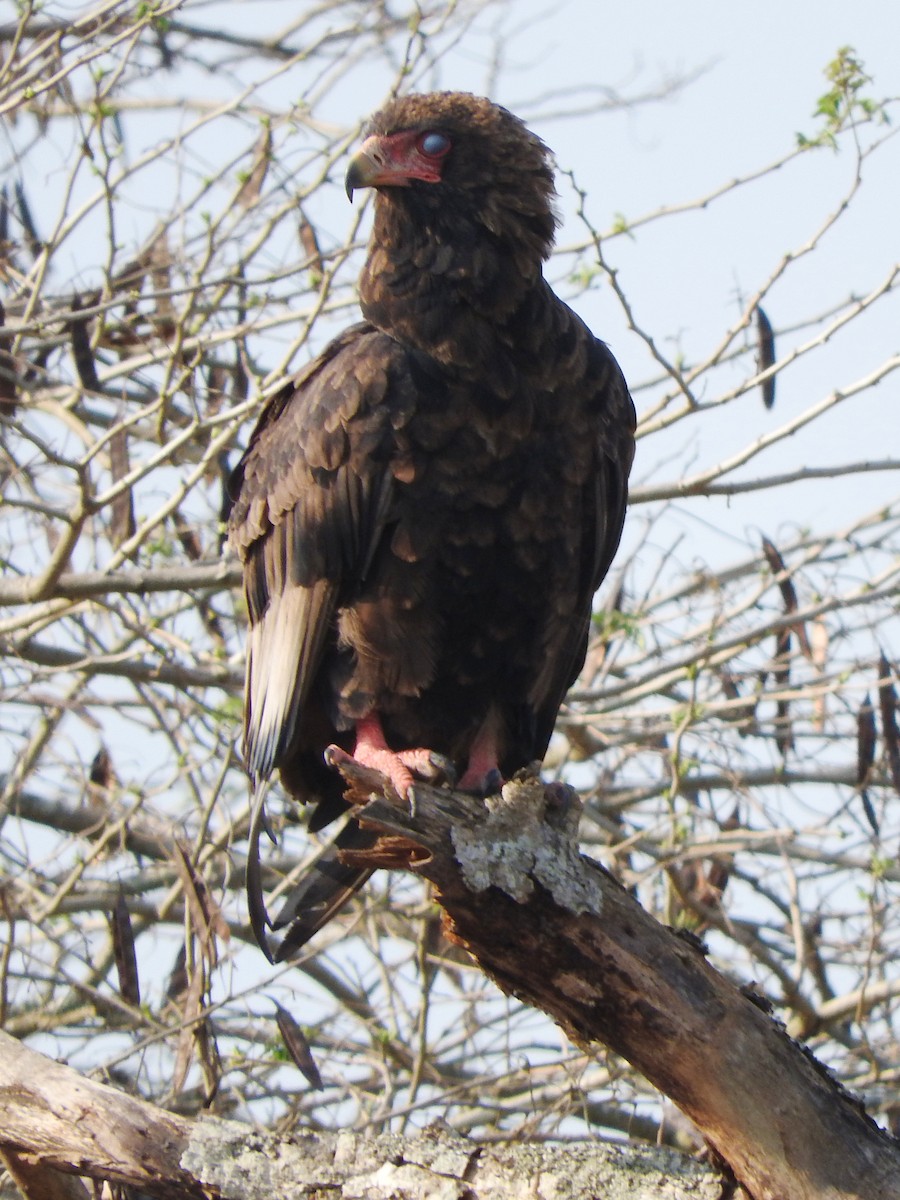 Bateleur des savanes - ML644187161