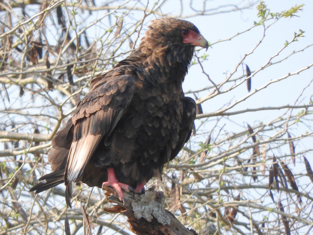 Bateleur des savanes - ML644187162