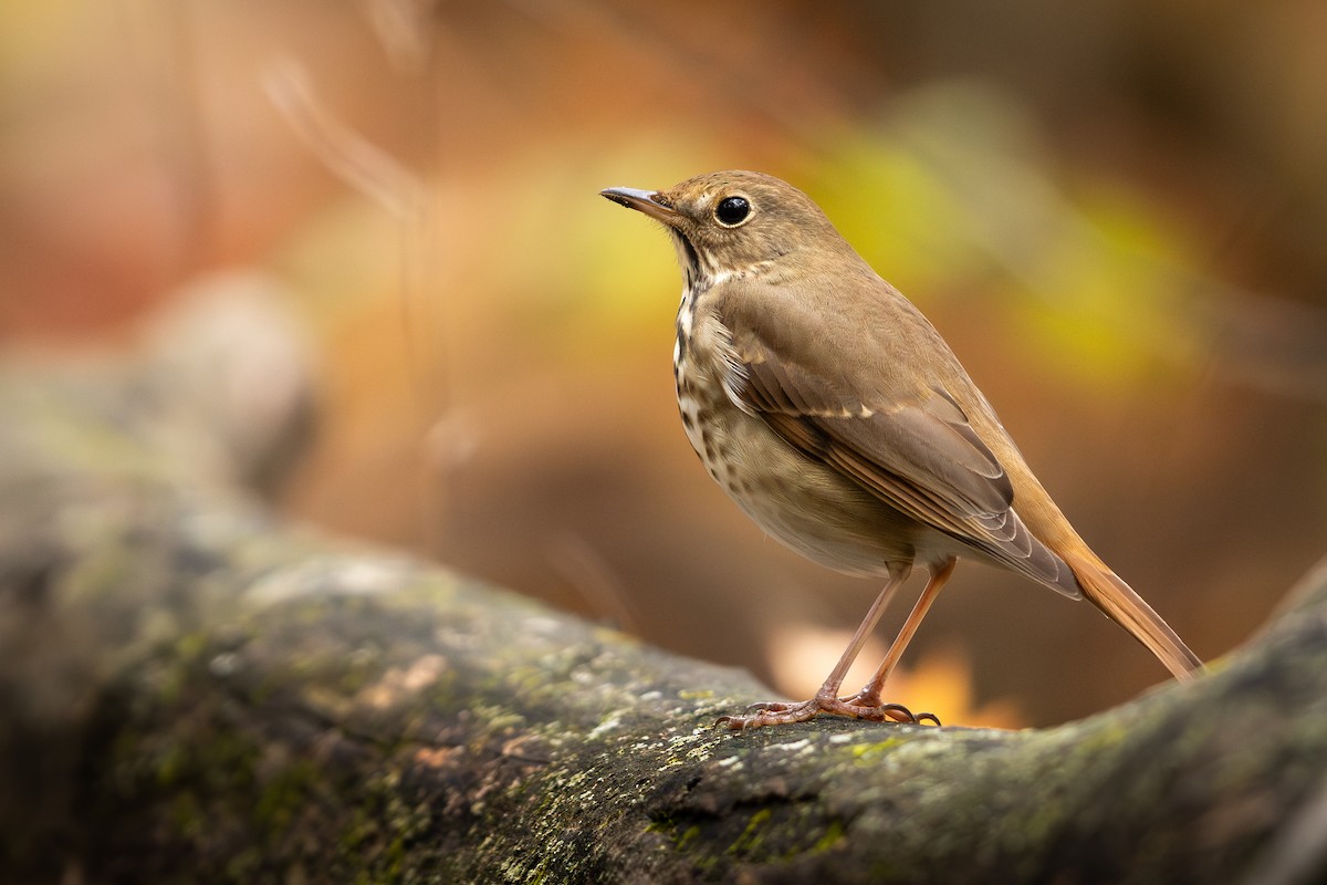 Hermit Thrush - ML644187163