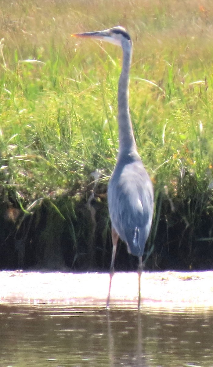 Great Blue Heron - ML644187168