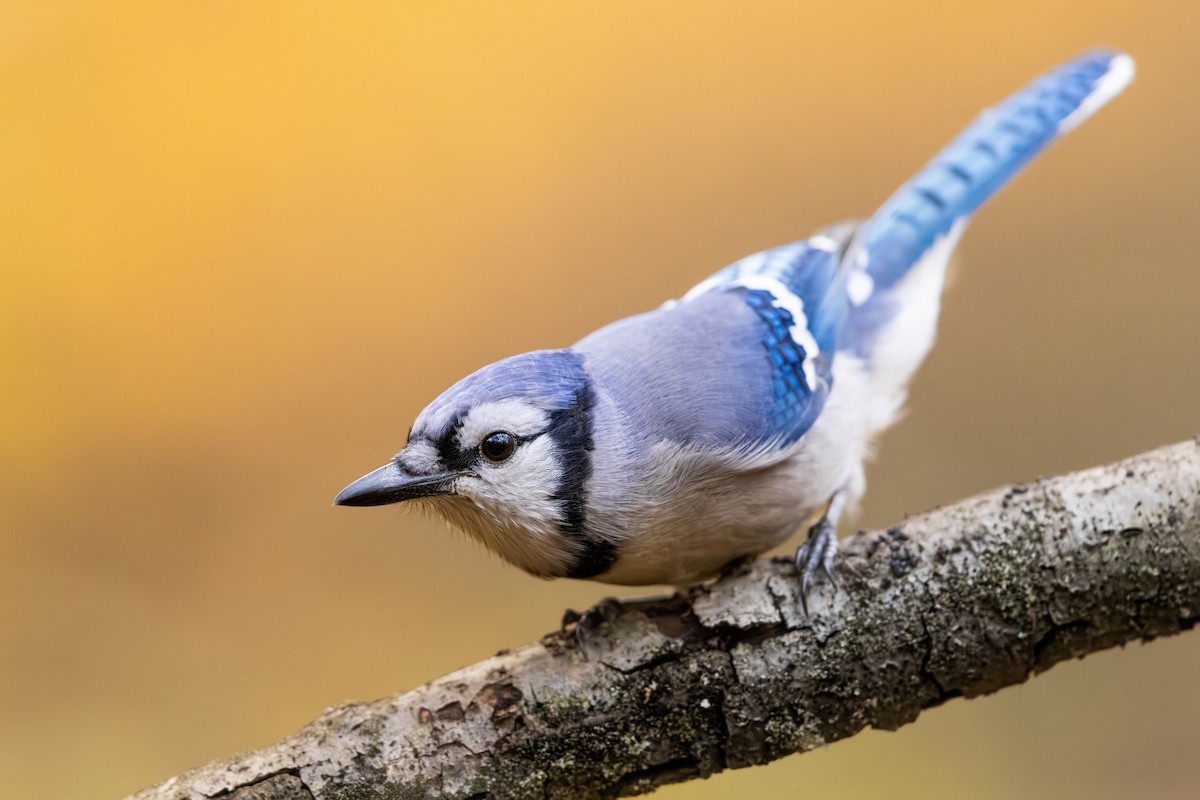 Blue Jay - ML644187176
