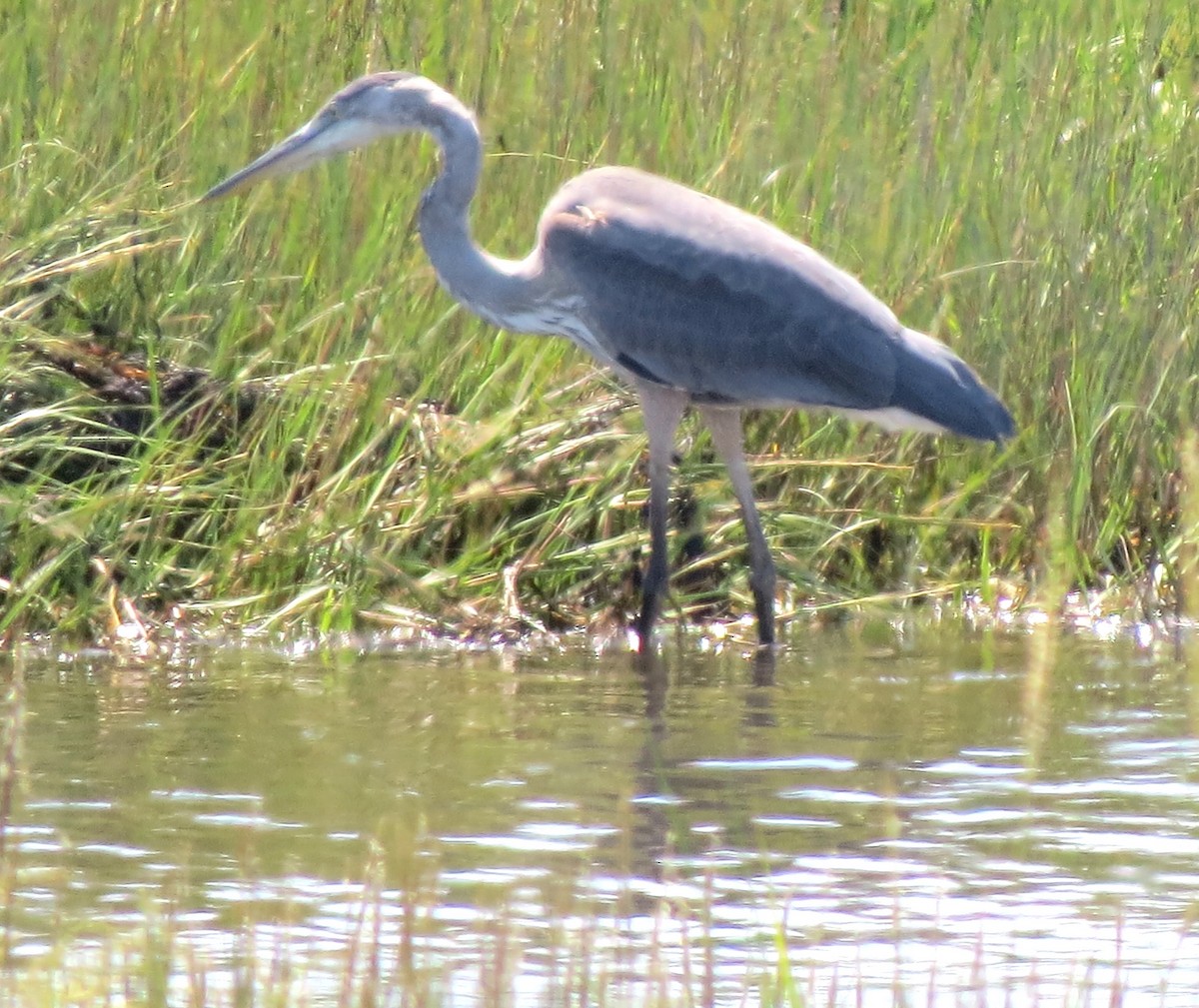 Great Blue Heron - ML644187186