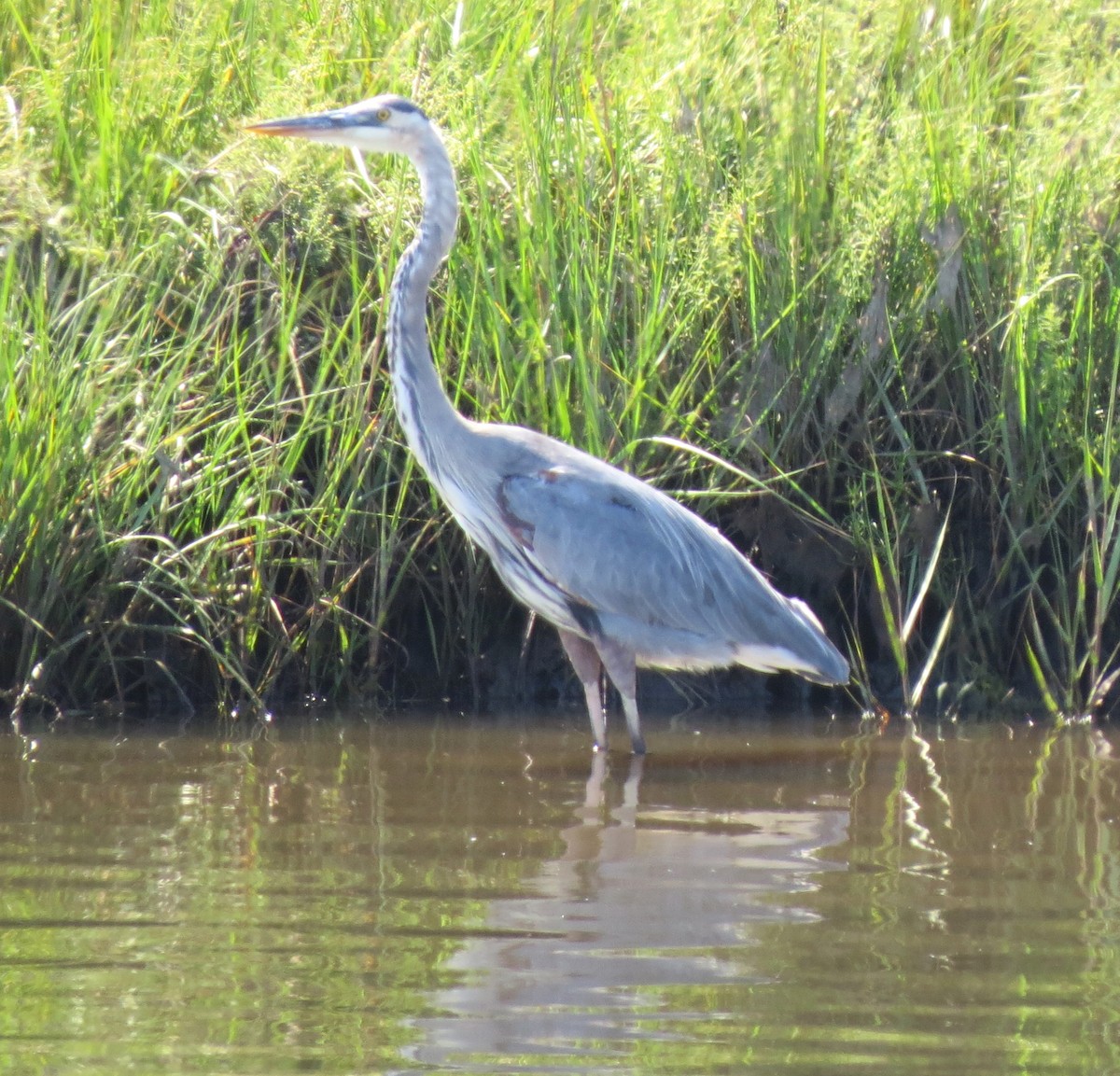 Great Blue Heron - ML644187192