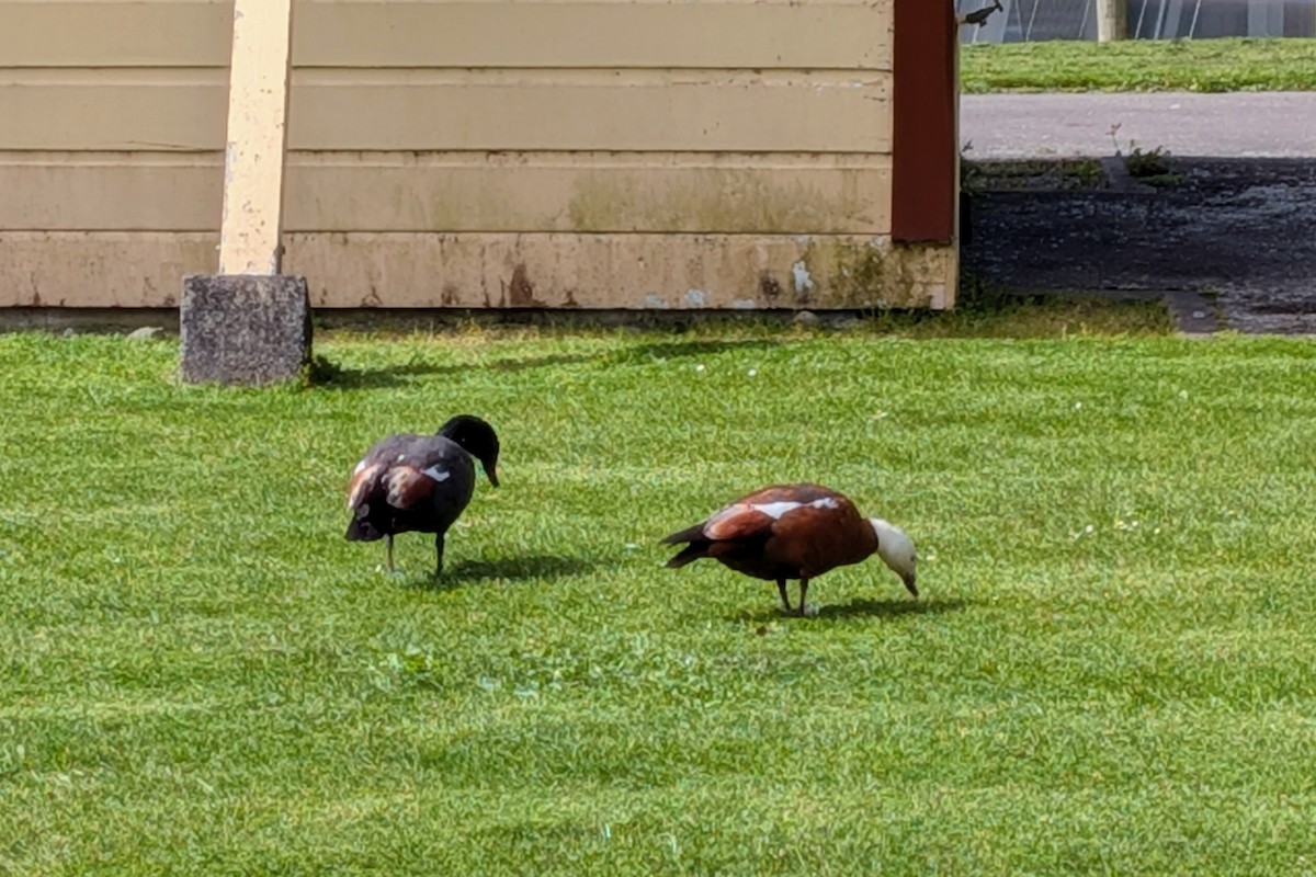 Tarro Maorí - ML644187194