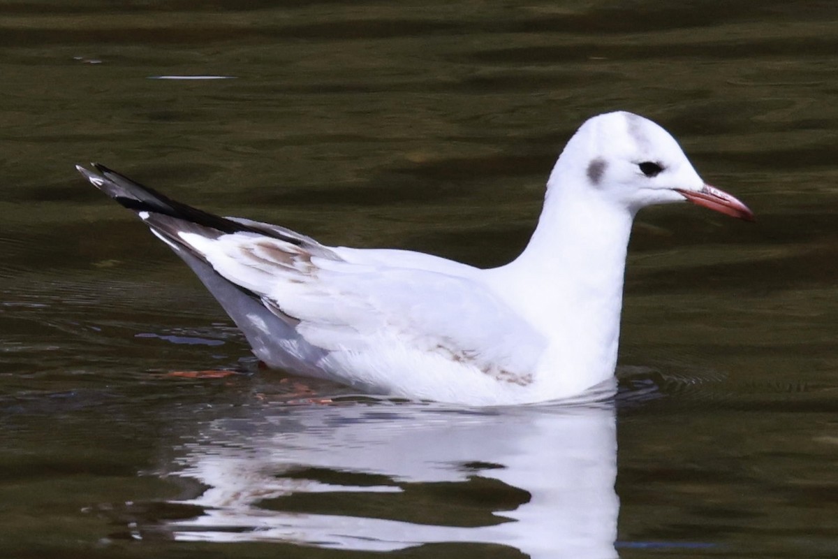 Brown-hooded Gull - ML644187195