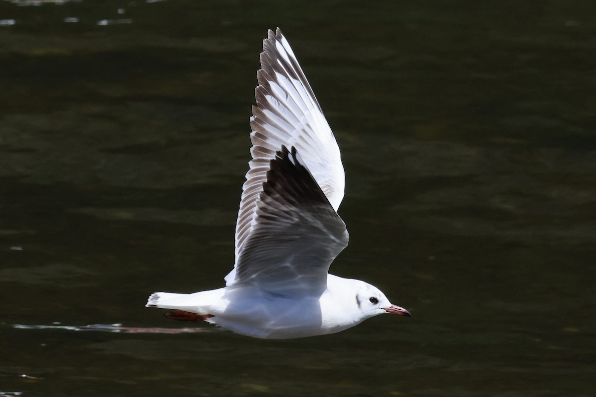 Brown-hooded Gull - ML644187196