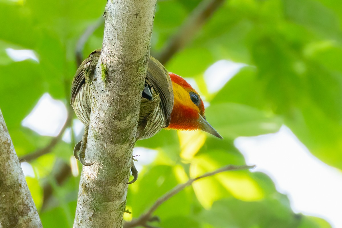 Yellow-throated Woodpecker - ML644187201