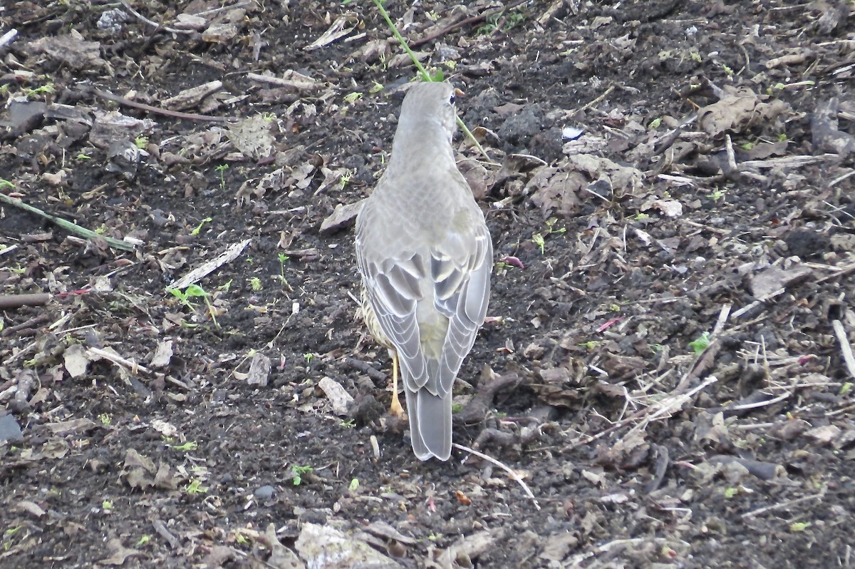 ヤドリギツグミ - ML644187202