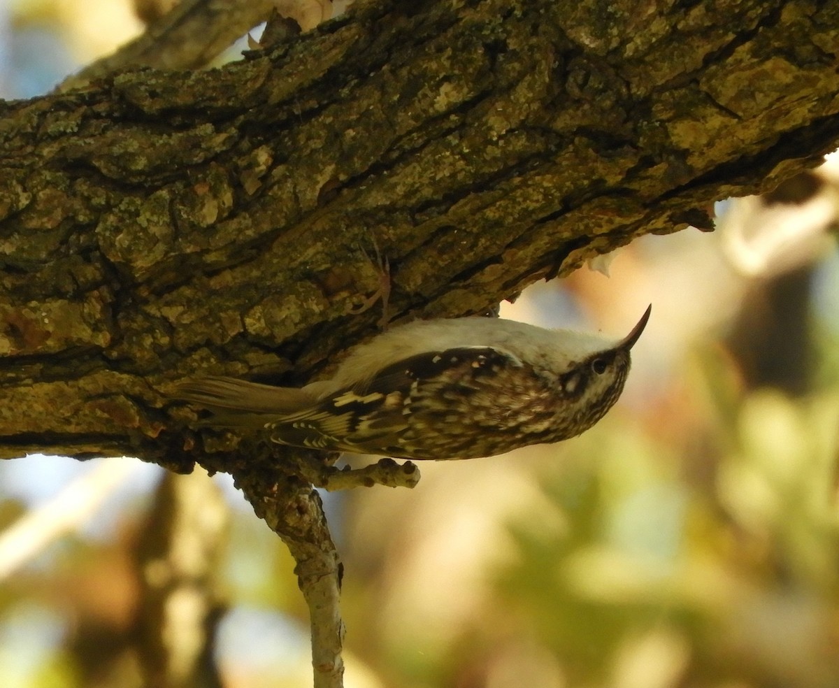 Brown Creeper - ML644187209