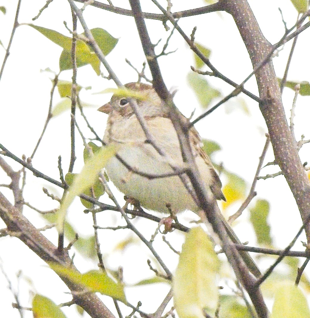 Field Sparrow - ML644187221