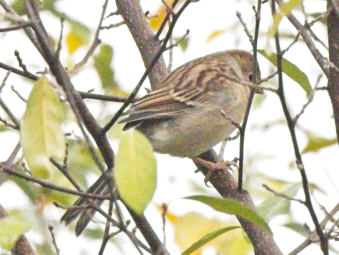 Field Sparrow - ML644187222