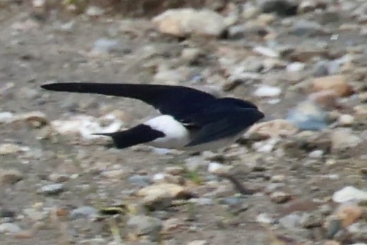 Chilean Swallow - ML644187224