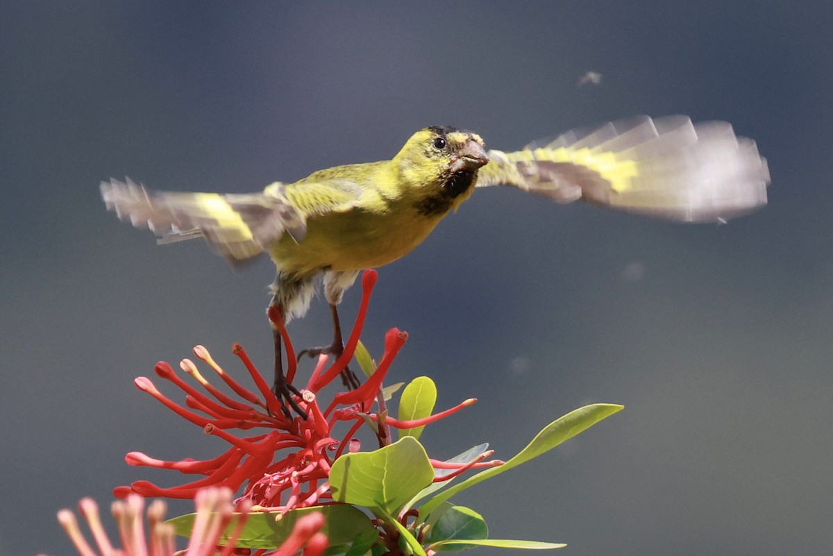 Black-chinned Siskin - ML644187271