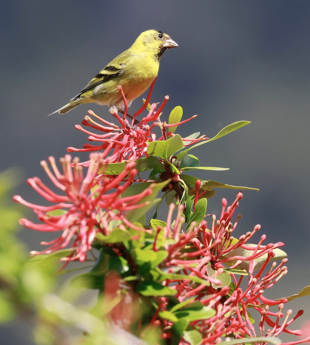 Black-chinned Siskin - ML644187272