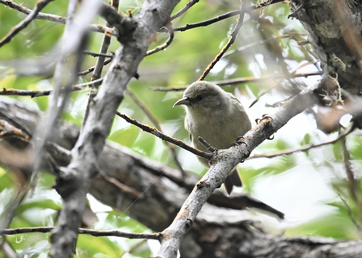 Hawaii Amakihi - ML644187273
