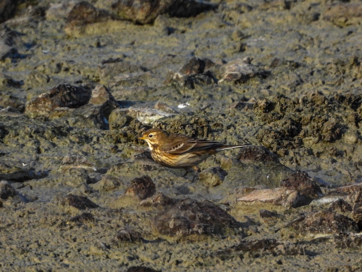 American Pipit - ML644187280