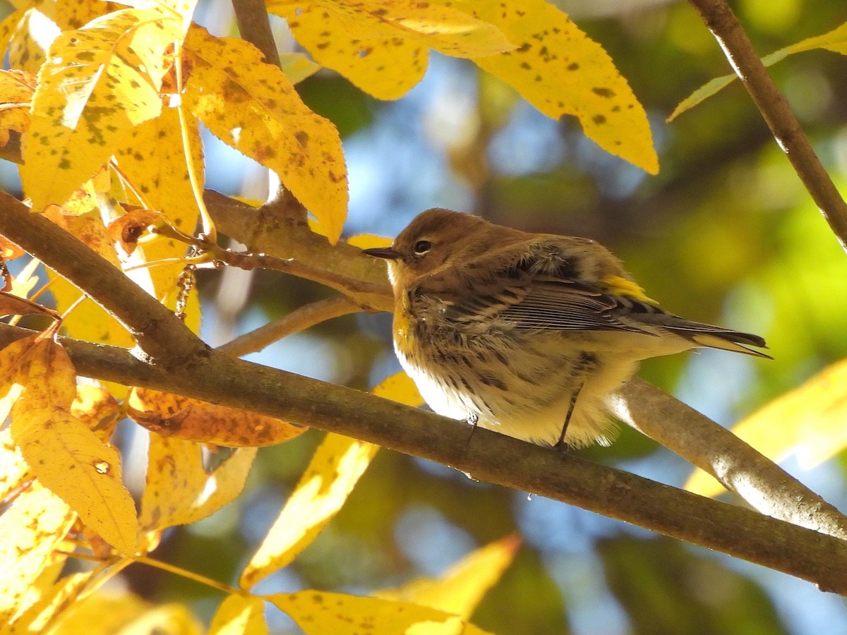 Yellow-rumped Warbler - ML644187283