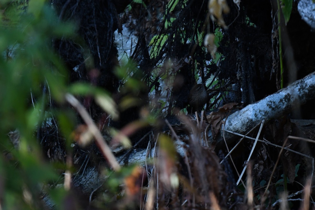 Winter Wren - ML644187284