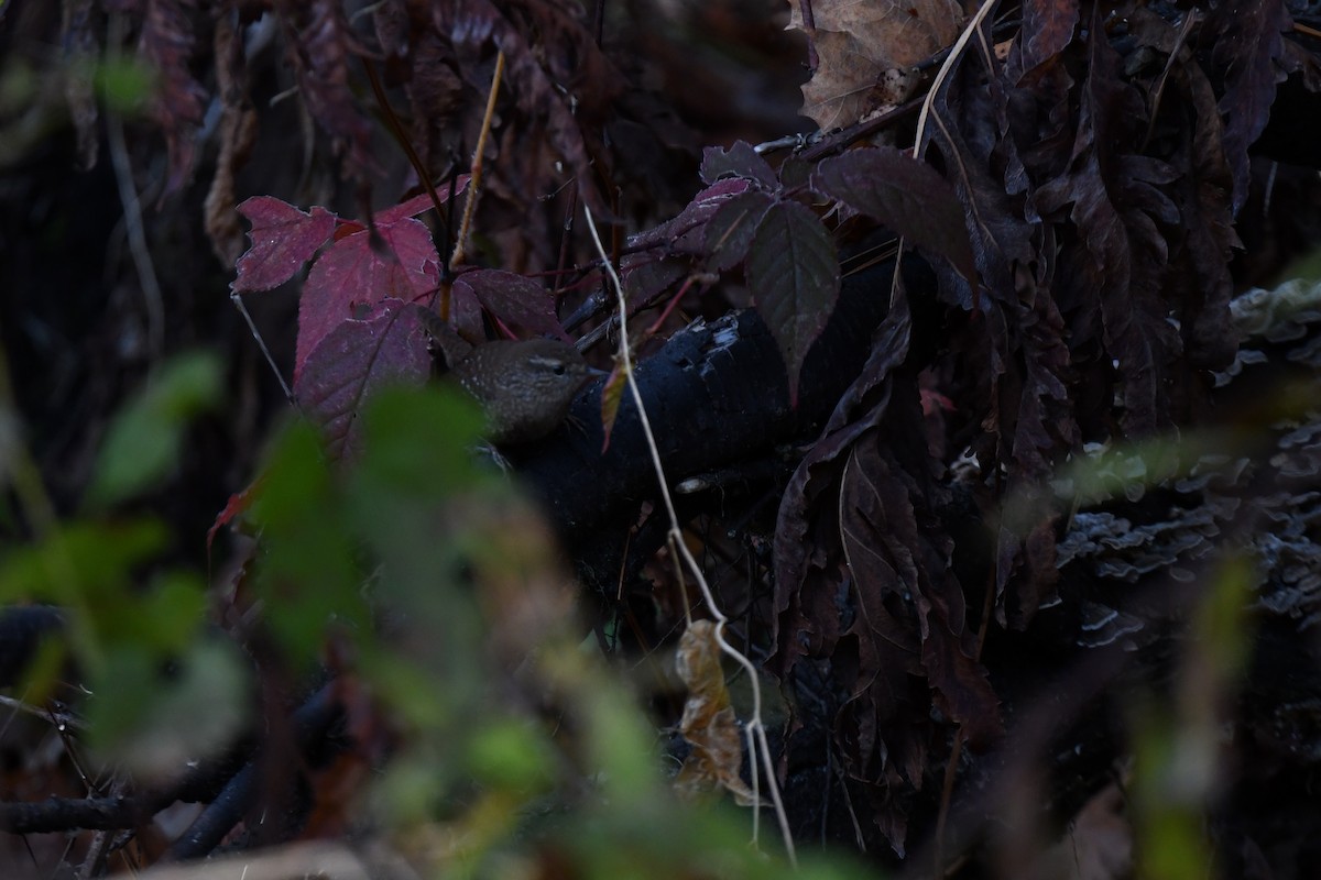 Winter Wren - ML644187285