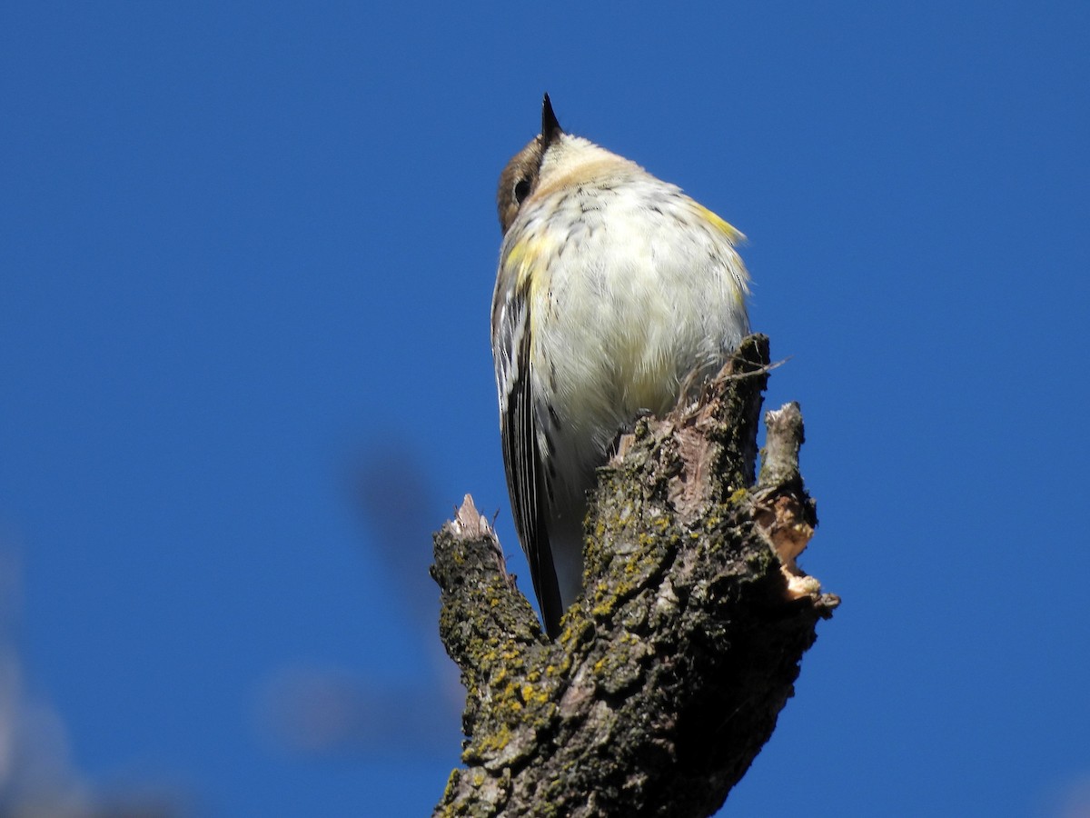 Yellow-rumped Warbler - ML644187296