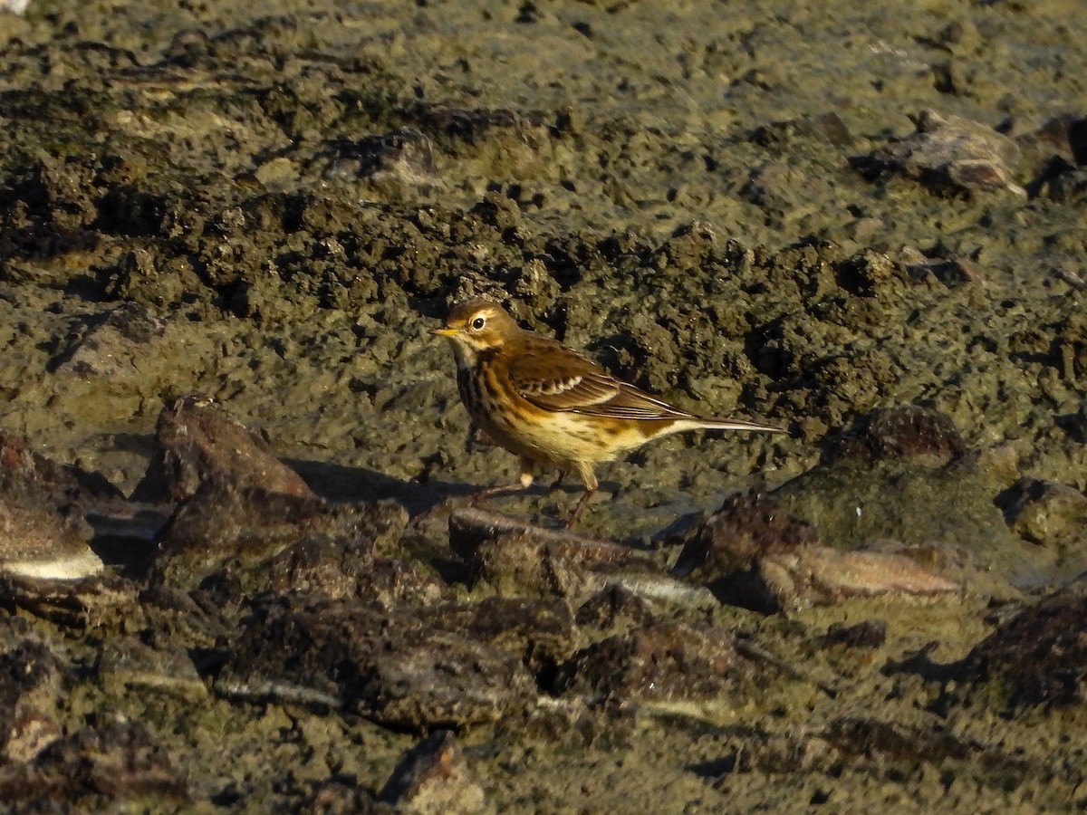 American Pipit - ML644187300
