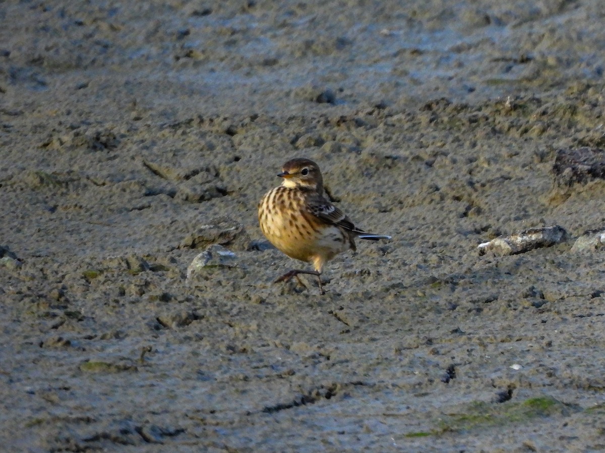 American Pipit - ML644187301