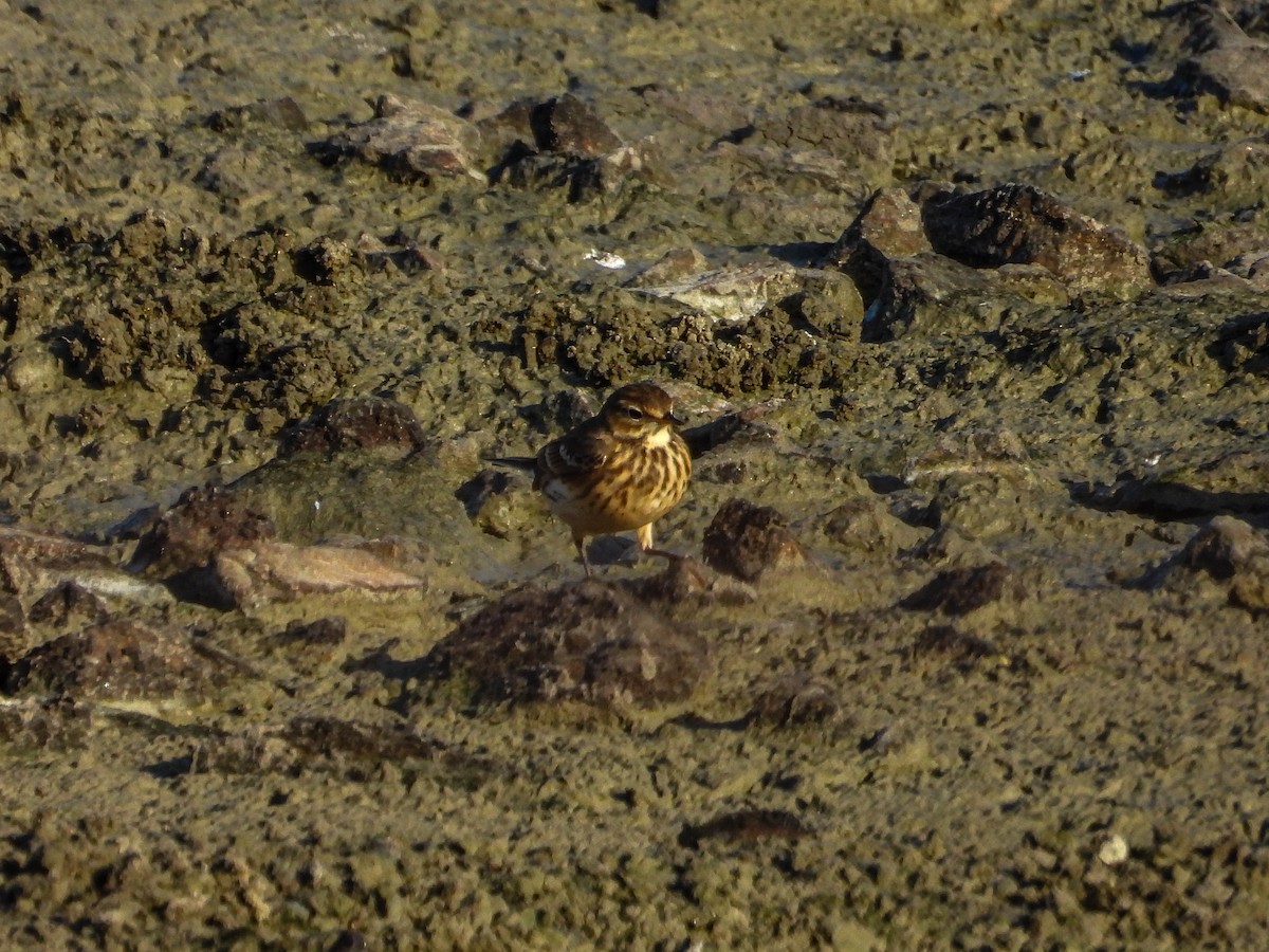 American Pipit - ML644187302