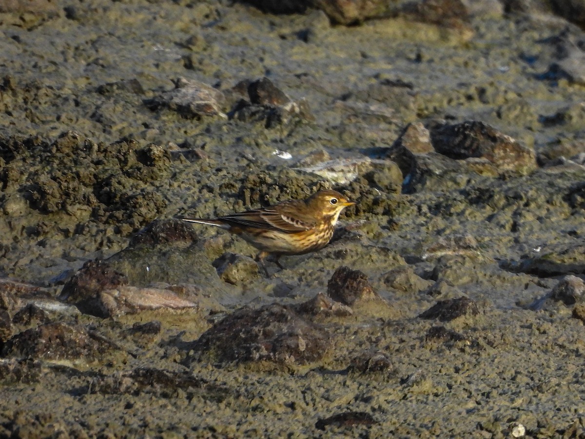 American Pipit - ML644187306